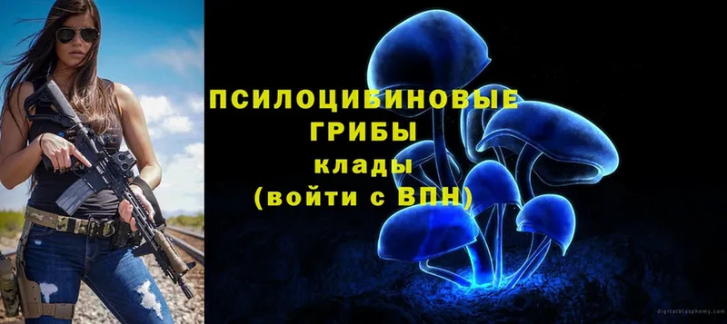 Галлюциногенные грибы Psilocybine cubensis  Звенигород 